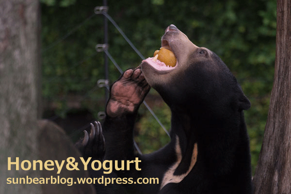 上野動物園 マレーグマ フジ