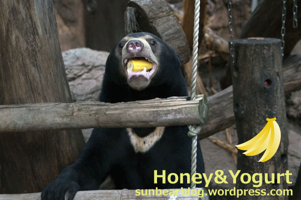 上野動物園　マレーグマ　フジ