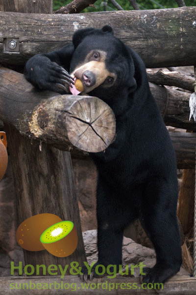 上野動物園　マレーグマ　フジ