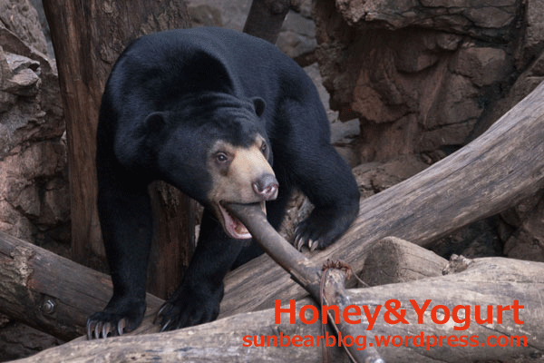 上野動物園　マレーグマ　フジ