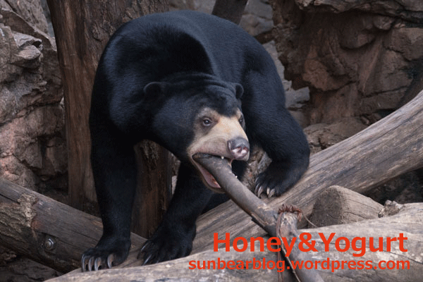 上野動物園　マレーグマ　フジ