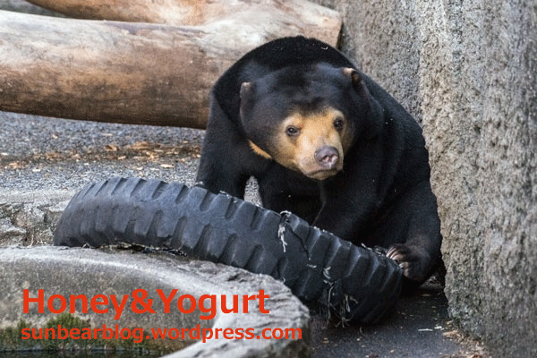 豊橋総合動植物公園　のんほいパーク　マレーグマ　ノア