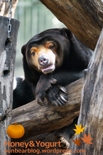 上野動物園　マレーグマ　キョウコ