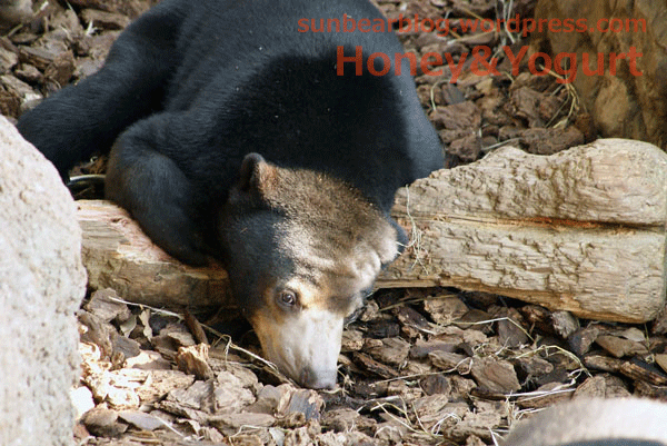上野動物園 マレーグマ ウメキチ