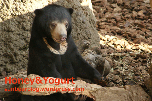 上野動物園 マレーグマ ウメキチ