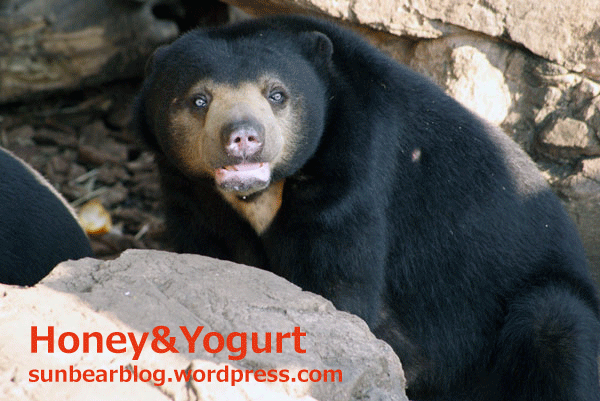 上野動物園 マレーグマ モモコ