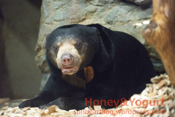 札幌市円山動物園　マレーグマ　ハッピイ