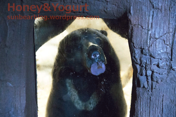 札幌市円山動物園　マレーグマ　ウメキチ