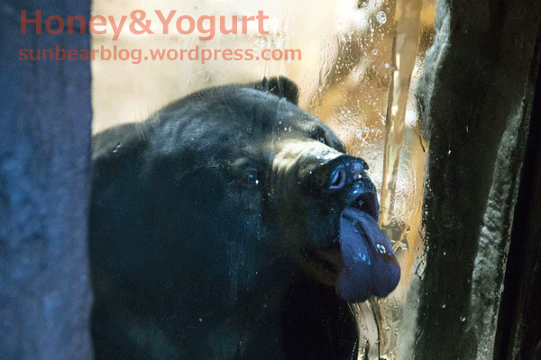 札幌市円山動物園　マレーグマ　ウメキチ