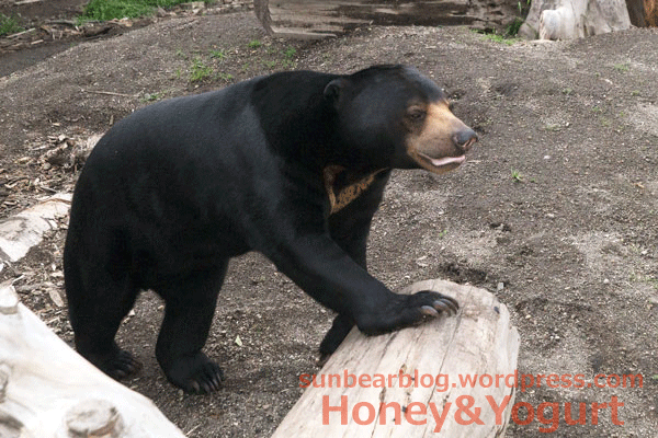 札幌市円山動物園　マレーグマ　ウメキチ　屋外