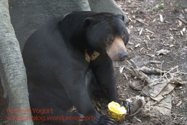 札幌市円山動物園　マレーグマ　ウメキチ　パイナップル