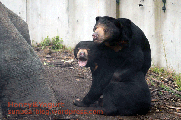 札幌市円山動物園 マレーグマ ウッチー ハッピイ