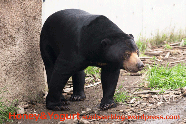 札幌市円山動物園 マレーグマ ウメキチ