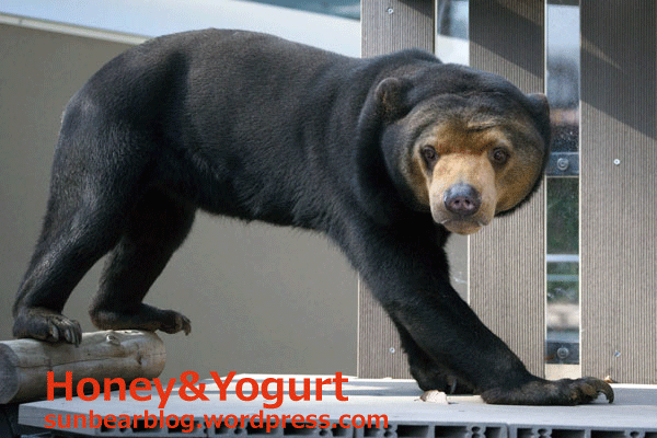 福岡市動物園　マレーグマ　マチ