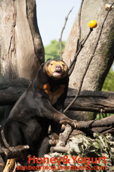 上野動物園　マレーグマ　キョウコ