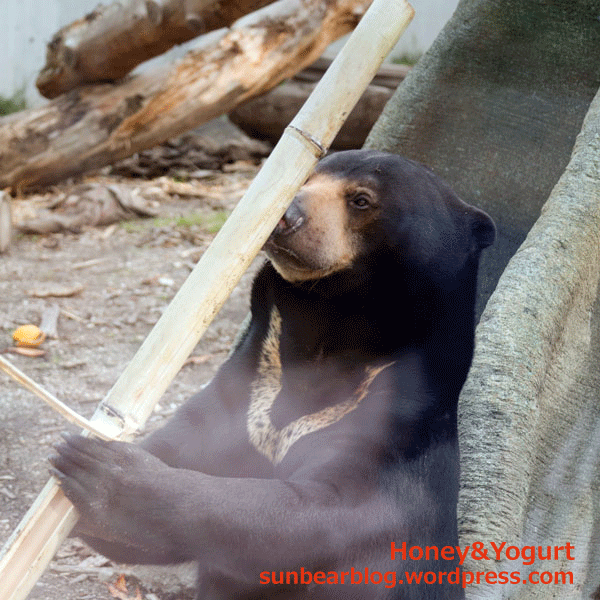 札幌市円山動物園　マレーグマ　ウメキチ
