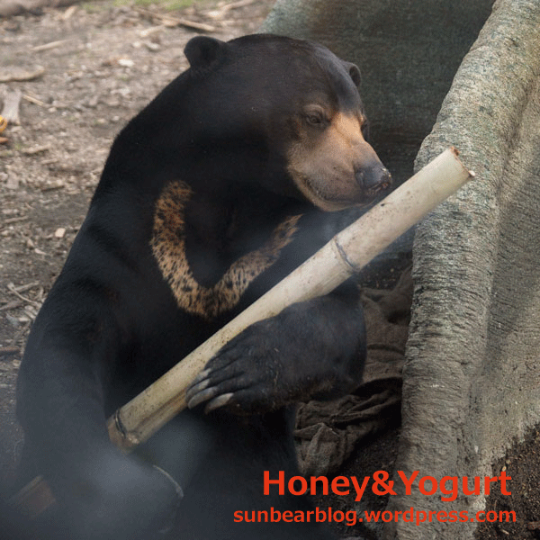 札幌市円山動物園　円山動物園　マレーグマ　ウメキチ