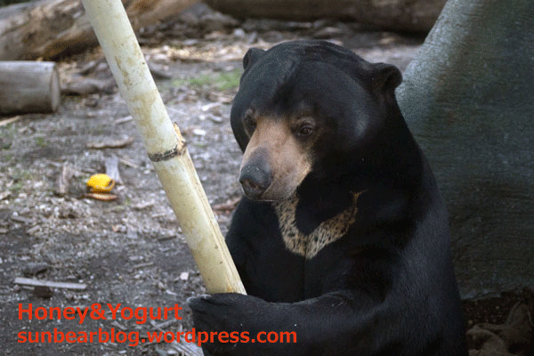 札幌市円山動物園　マレーグマ　ウメキチ