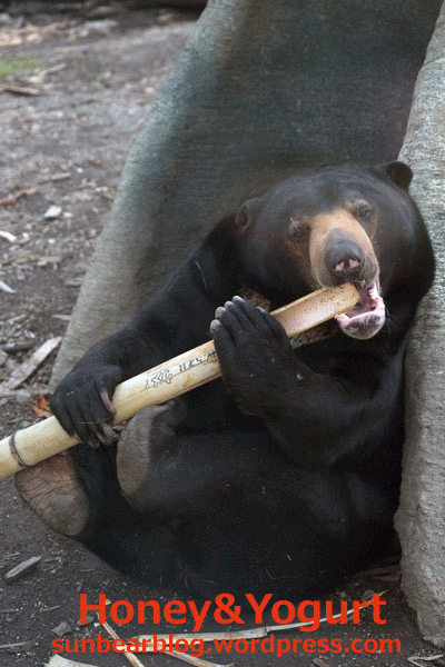 札幌市円山動物園　マレーグマ　ウメキチ