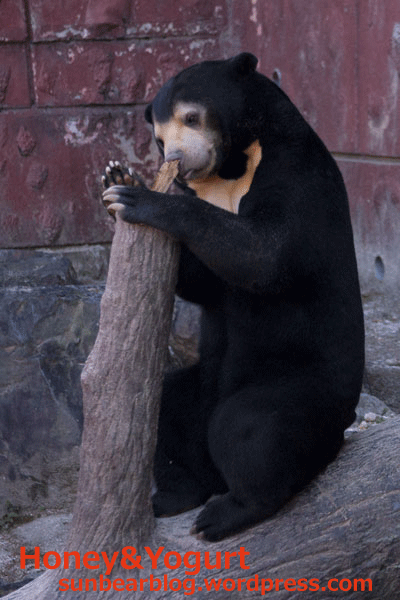 東山動物園　マレーグマ　マーチン