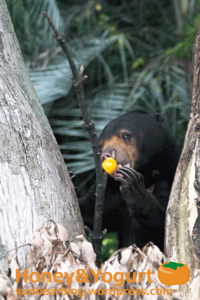 上野動物園　マレーグマ　モモコ
