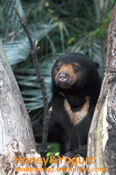 上野動物園　マレーグマ　モモコ
