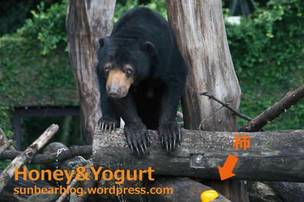 上野動物園　マレーグマ　モモコ