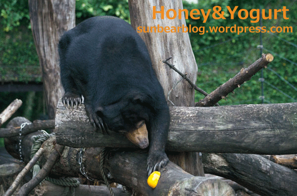上野動物園　マレーグマ　モモコ