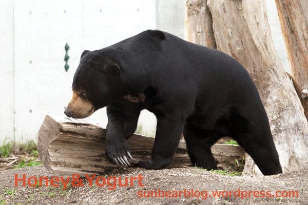 札幌市円山動物園　マレーグマ　ウメキチ