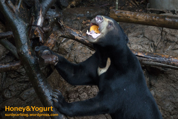 上野動物園　マレーグマ　フジ
