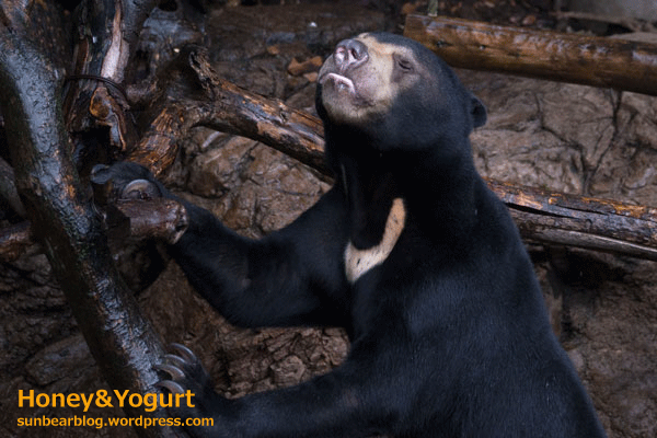 上野動物園　マレーグマ　フジ