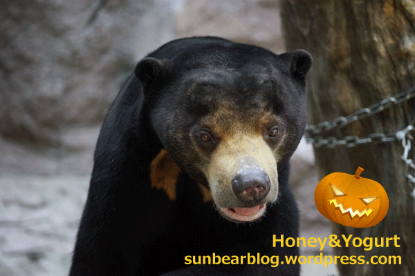 天王寺動物園 マレーグマ マーズ