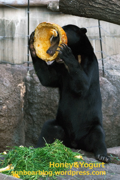 上野動物園 マレーグマ フジ