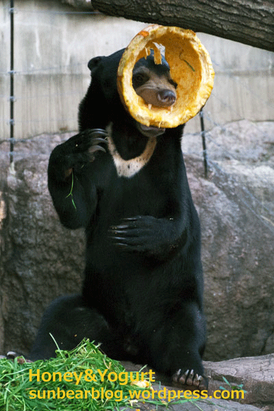 上野動物園 マレーグマ フジ