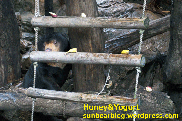 上野動物園　マレーグマ　アズマ