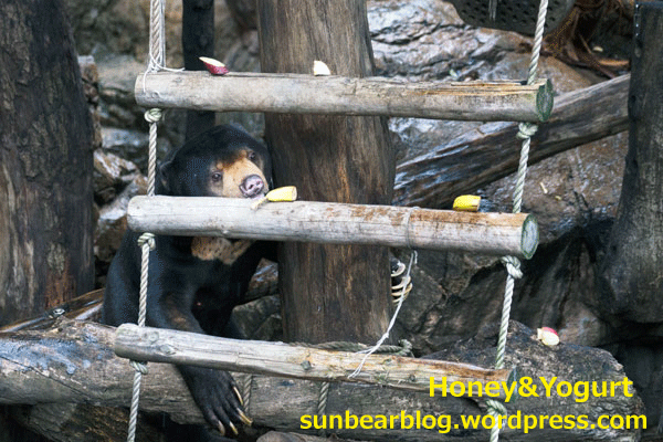 上野動物園　マレーグマ　アズマ