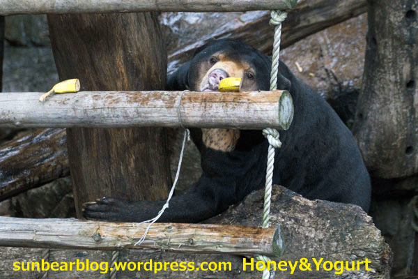 上野動物園　マレーグマ　アズマ