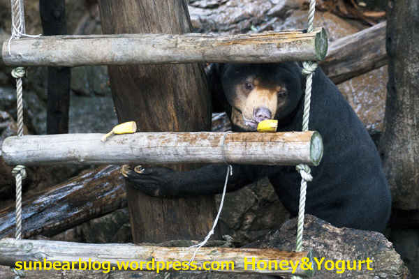 上野動物園　マレーグマ　アズマ