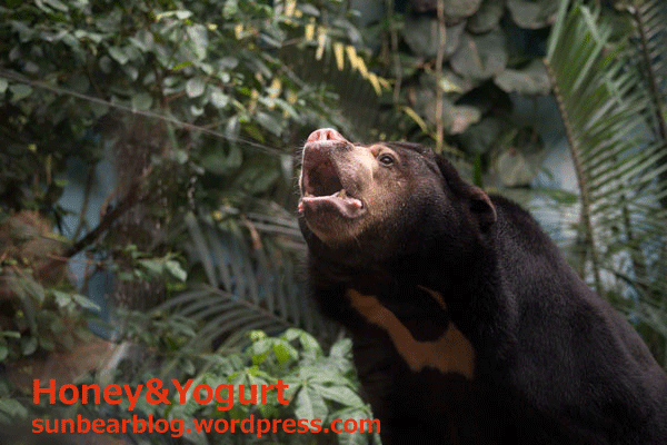 のいち動物公園　マレーグマ　タオチイ