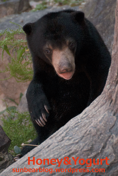 東山動物園　マレーグマ　マーチン