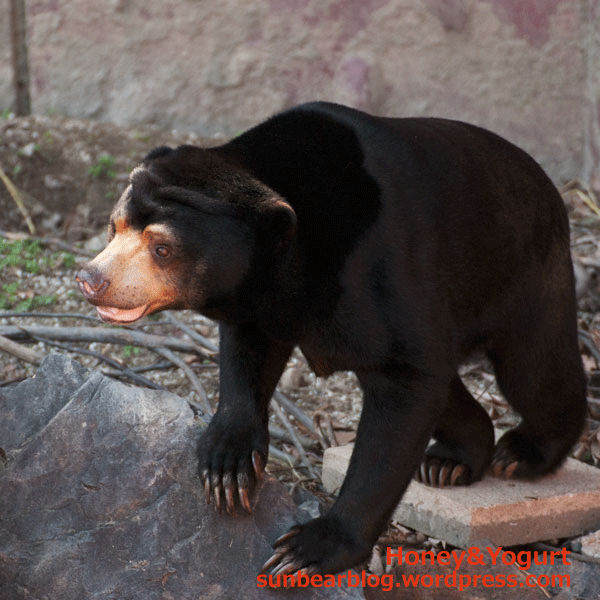 東山動物園　マレーグマ　マー子