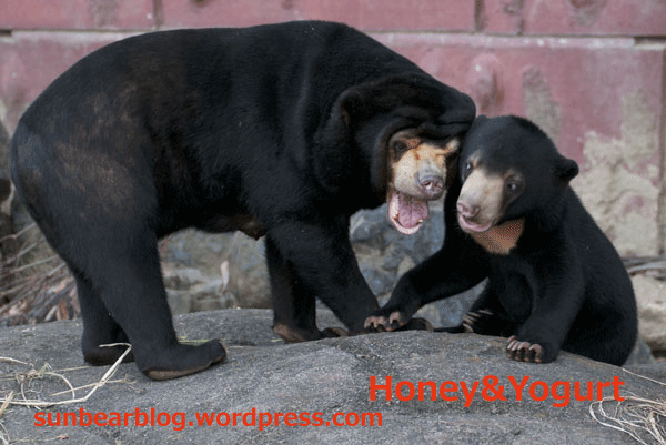 東山動物園　マレーグマ　マー子　マーチン