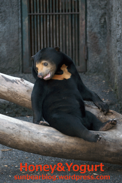 豊橋 のんほいパーク マレーグマ ノア
