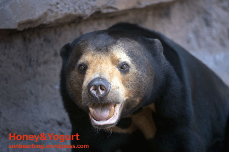 天王寺動物園　マレーグマ　マーサ