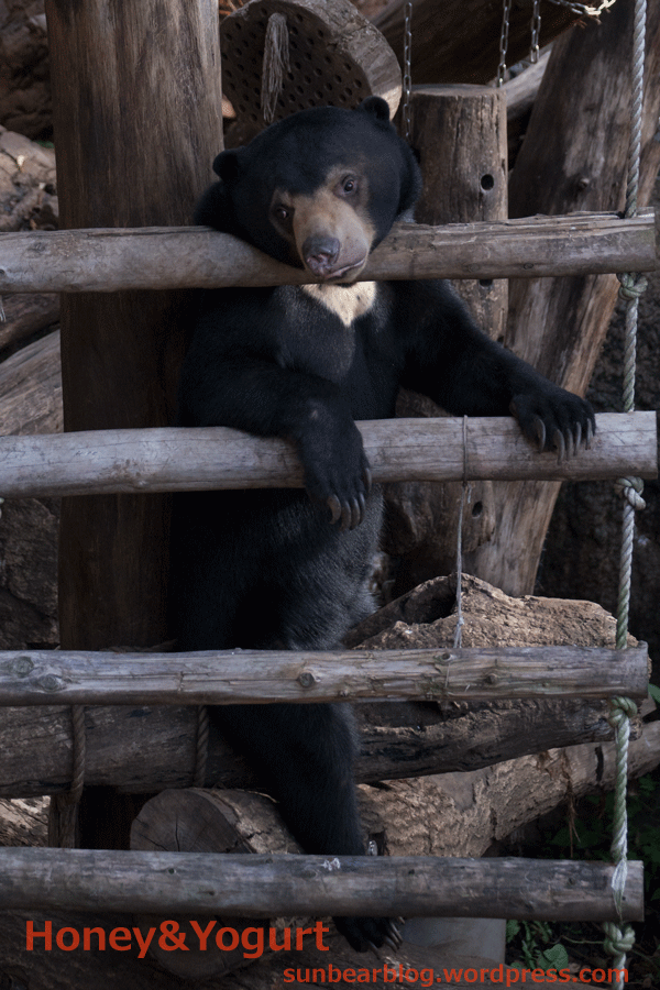 上野動物園　マレーグマ　フジ