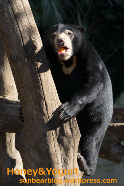 上野動物園　マレーグマ　フジ