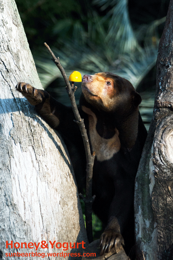 上野動物園　マレーグマ　キョウコ