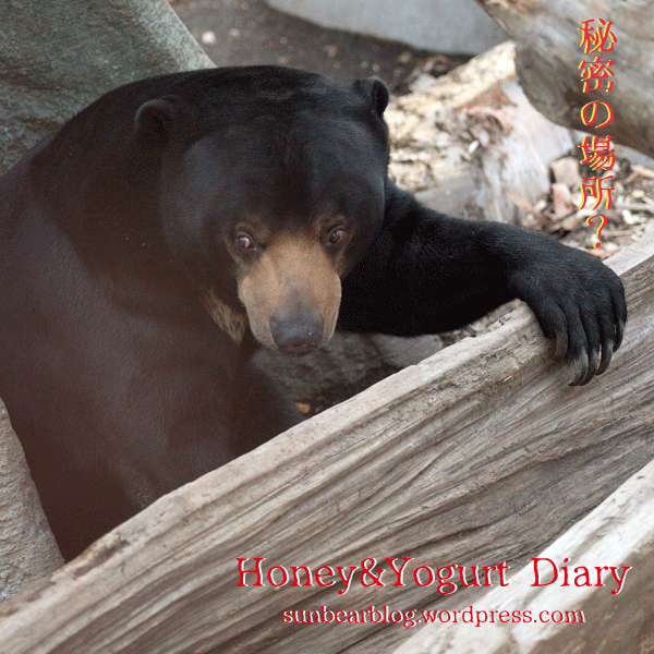 札幌市円山動物園　マレーグマ　ウメキチ