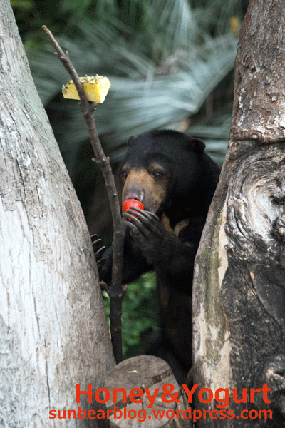 上野動物園　マレーグマ　モモコ