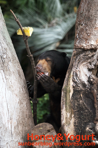 上野動物園　マレーグマ　モモコ